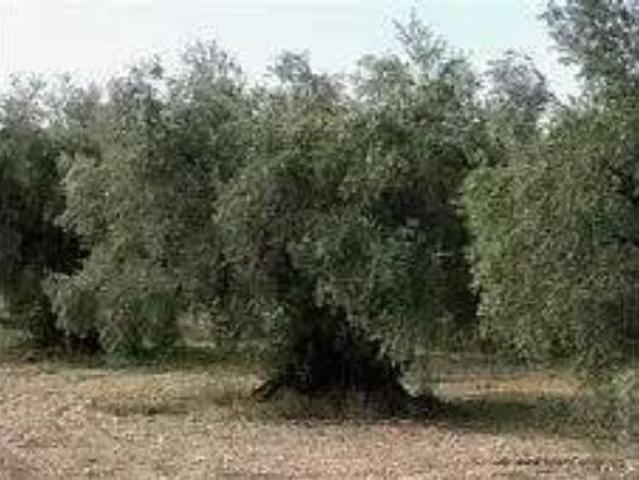 Terreno en venta en Polígono Industrial Quiebracántaros, Jaén