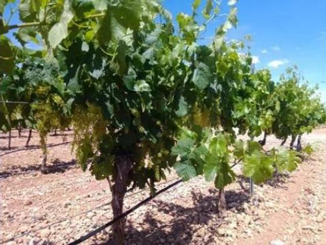 Terreno en venta en la Figuera, Tarragona