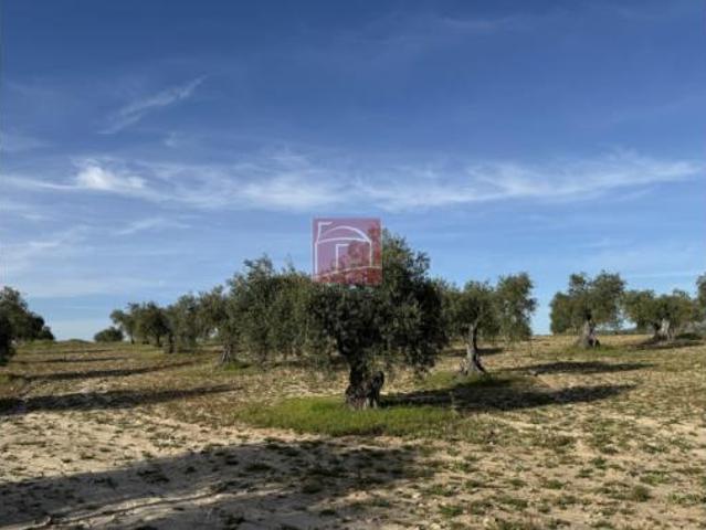 Terreno en venta en La Haba, Badajoz