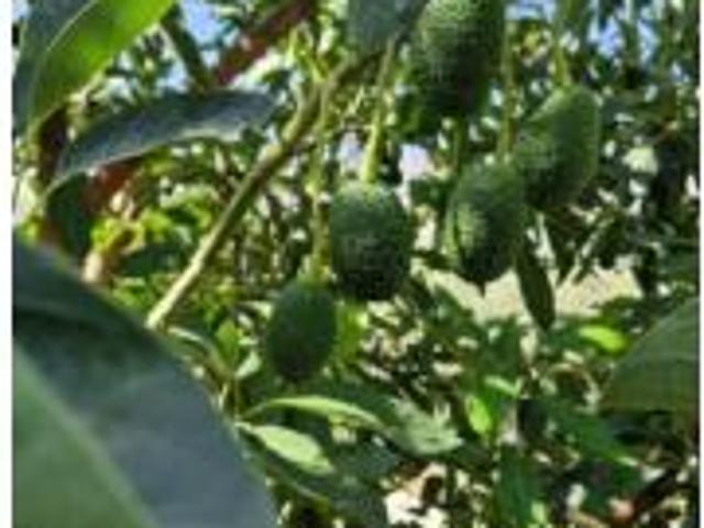 Terreno en venta en Talará, Lecrín