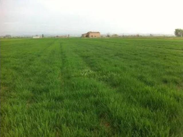 Terreno en venta en Linyola, Lleida