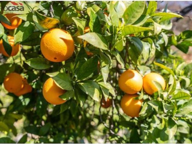 Terreno en venta en Lúcar, Almería