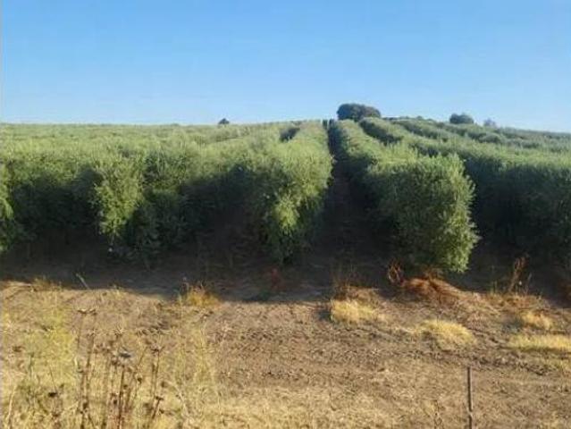 Terreno en venta en San Carlos Condote, Málaga