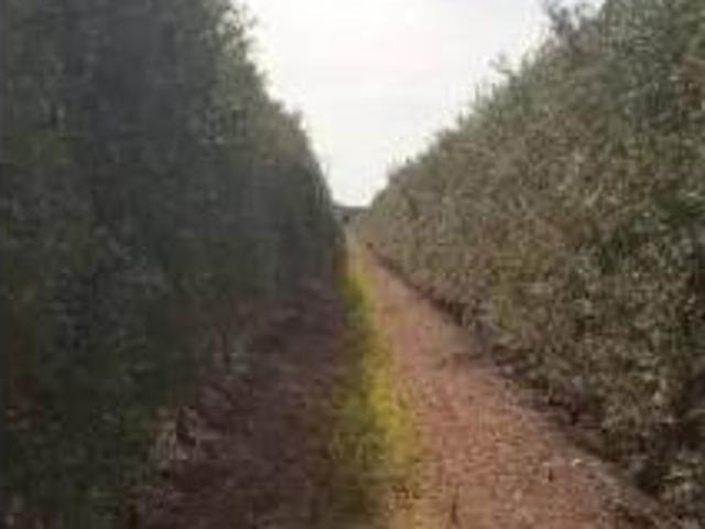 Terreno en venta en Marchena, Sevilla