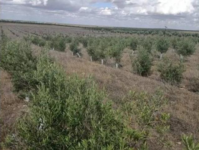 Terreno en venta en Mascaraque, Toledo