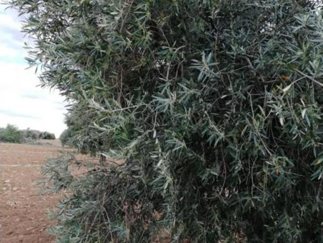 Terreno en venta en Mora, Toledo