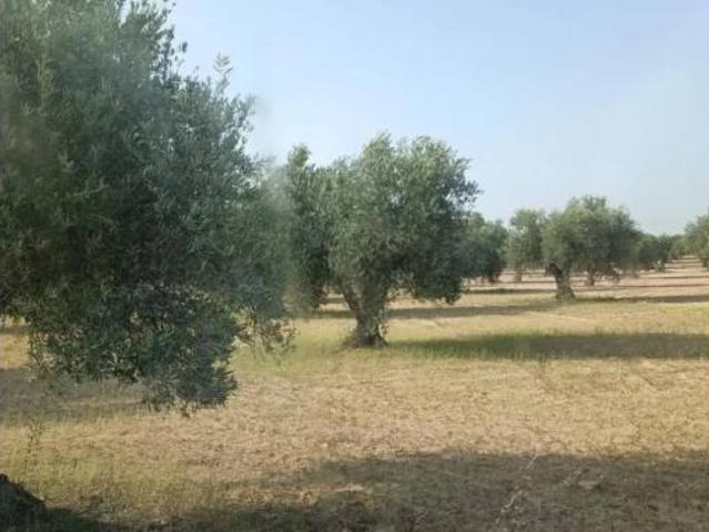 Terreno en venta en Mora, Toledo