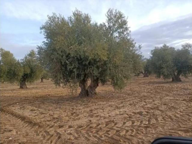 Terreno en venta en Mora, Toledo