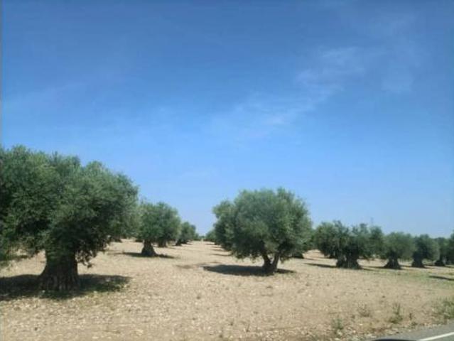 Terreno en venta en Mora, Toledo