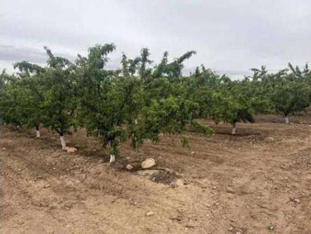 Terreno en venta en La Parrada, Ontur