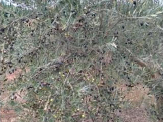 Terreno en venta en Petrés, València / Valencia