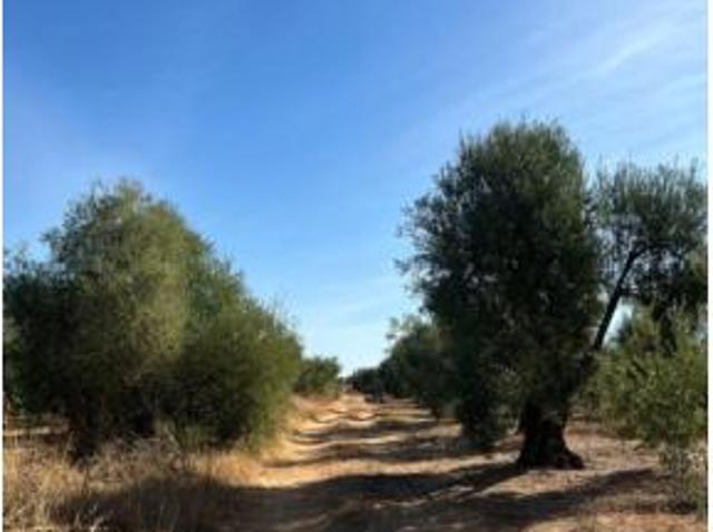 Terreno en venta en Pilas, Sevilla