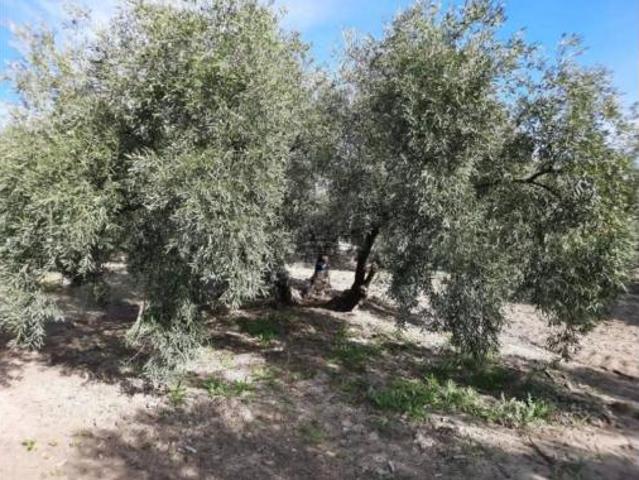 Terreno en venta en Llanos de Don Juan, Rute