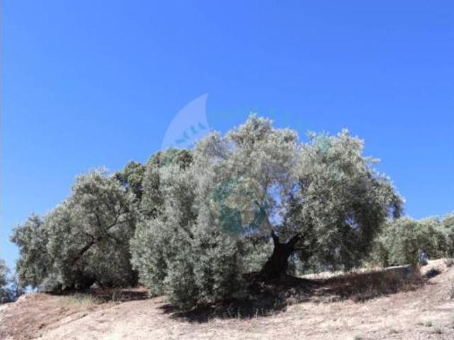 Terreno en venta en Rute, Córdoba
