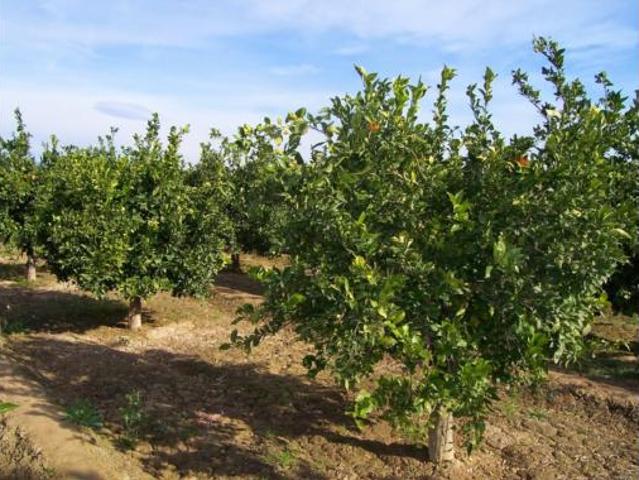 Terreno en venta en Estació de les Valls, Sagunt / Sagunto