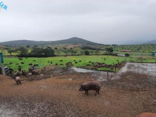Terreno en venta en Salvaleón, Badajoz