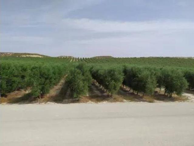 Terreno en venta en Árbol Gordo, Sevilla