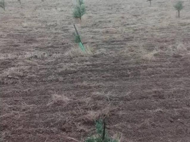 Terreno en venta en Torrenueva, Ciudad Real