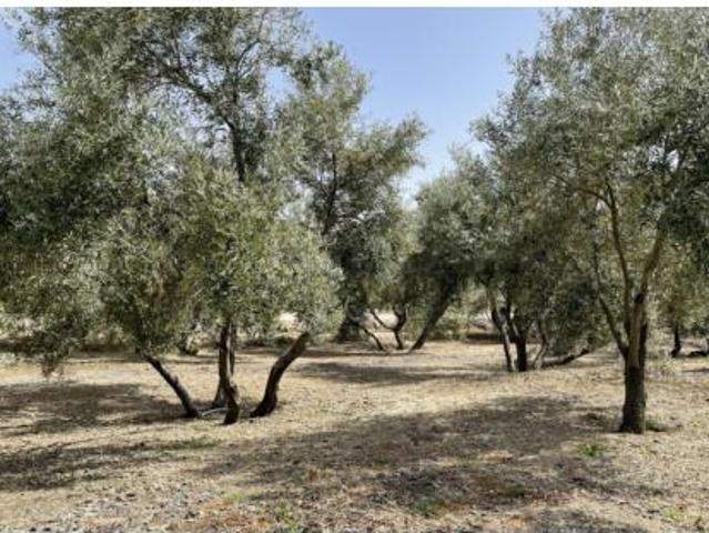 Terreno en venta en Las Vaguadas, Úbeda