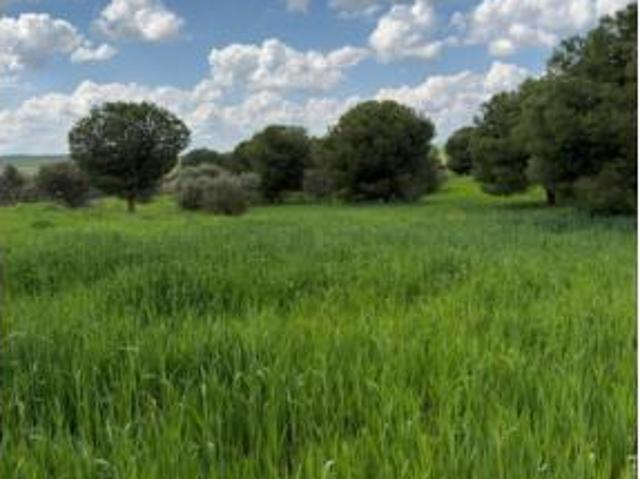 Terreno en venta en Valencia de las Torres, Badajoz