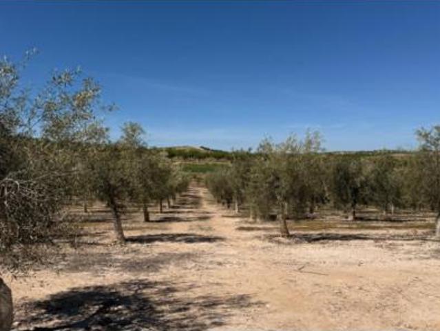 Terreno en venta en Ventas de Huelma, Granada