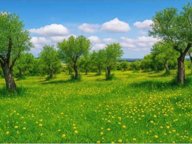 Terreno en venta en Vilafranca de Bonany, Illes Balears