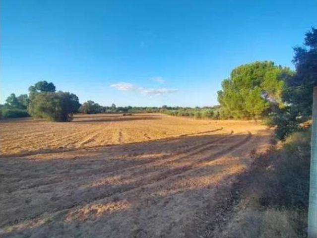 Terreno en venta en Villamanrique de la Condesa, Sevilla