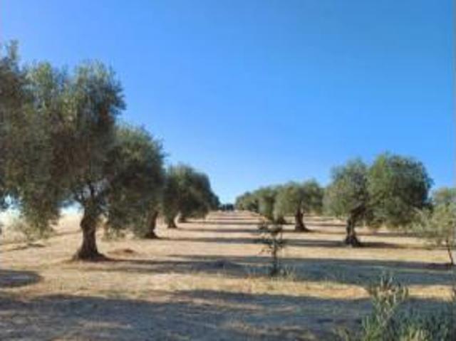 Terreno en venta en Villanueva de la Serena, Badajoz