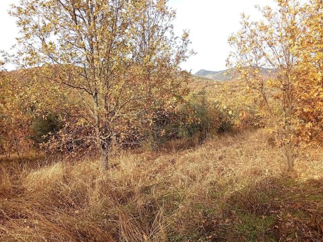Terreno en venta en Viandar De La Vera, Extremadura