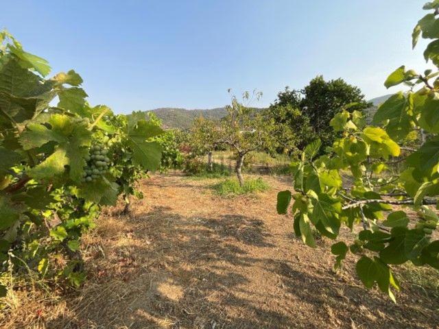 Terreno en venta en Viandar De La Vera, Extremadura