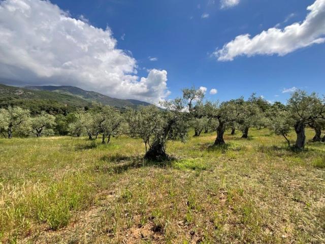 Terreno en venta en Viandar De La Vera, Extremadura