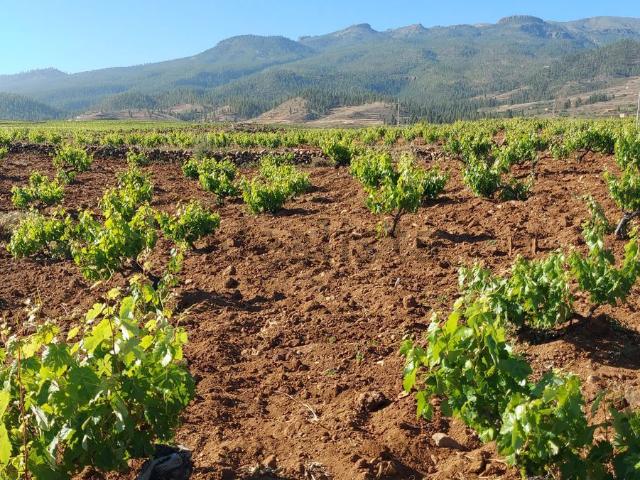 Terreno en venta en La Escalona, Vilaflor