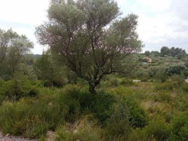 Terreno en venta en la Plana Alta, Valencia