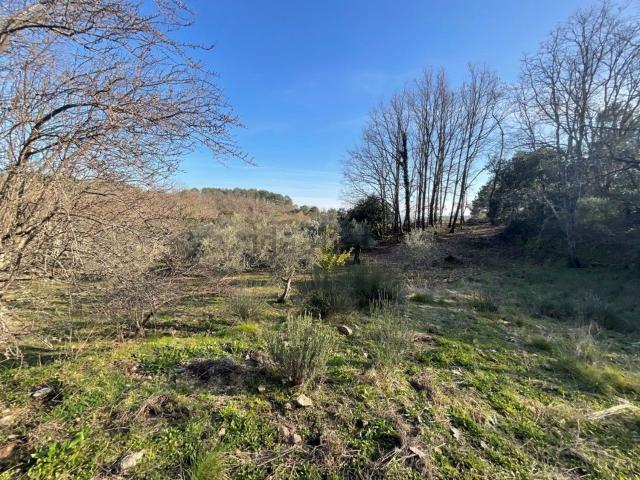 Terreno en venta en Villanueva De La Vera, Extremadura