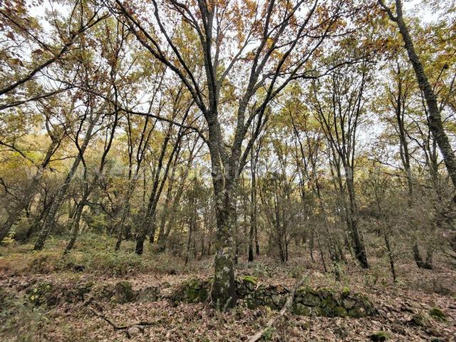 Terreno en venta en Villanueva De La Vera, Extremadura