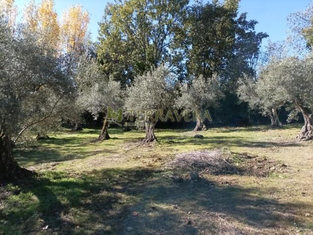 Terreno en venta en Villanueva De La Vera, Extremadura