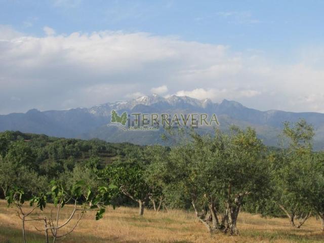 Terreno en venta en Villanueva De La Vera, Extremadura