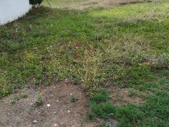 Terreno en venta en Villar Del Pedroso, Extremadura