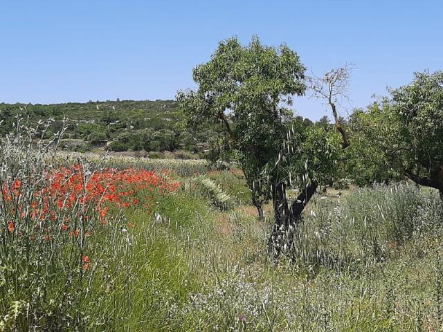 Terreno en venta en Garrigues, Catalunya