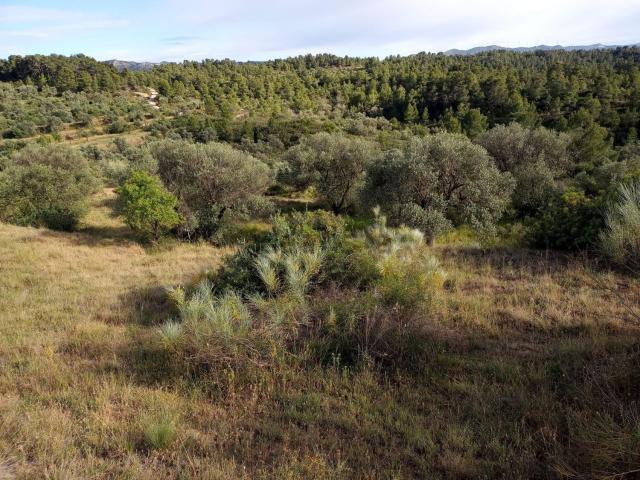 Terreno en venta en Ribera d'Ebre, Catalunya