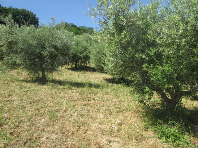 Terreno in vendita a Silvi, Abruzzo