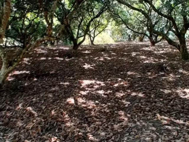 Terreno en venta en Xilitla, San Luis Potosí