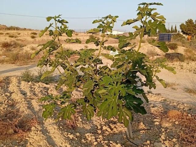 Terreno en venta en Alicante, Nostra Senyora de Gràcia