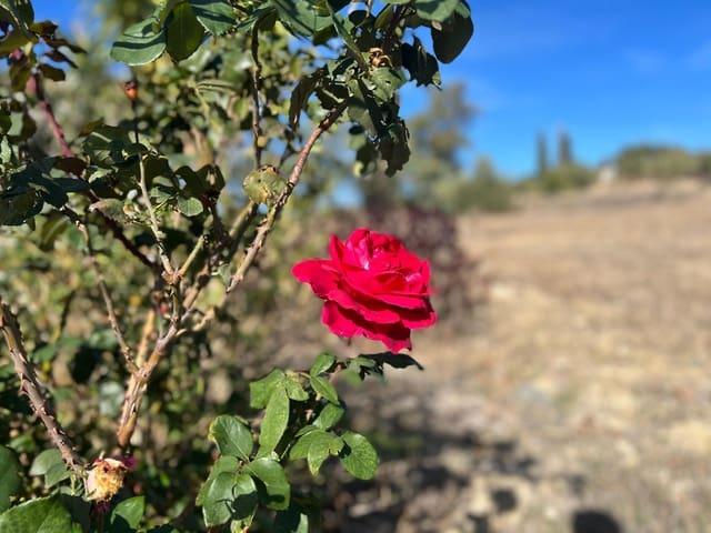 Terreno en venta en Valle del Guadalhorce, Andalucía