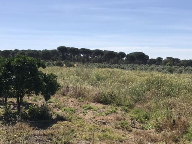 Terreno en venta en El Condado, Andalucía