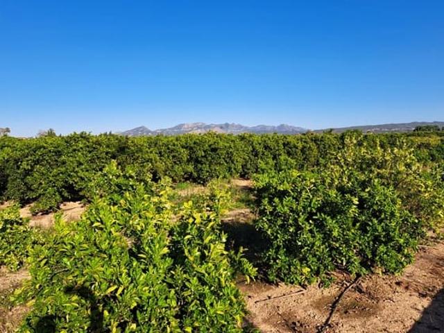 Terreno en venta en la Ribera Alta, Valencia