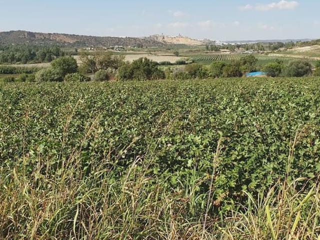 Terreno en venta en Sierra de Cádiz, Andalucía