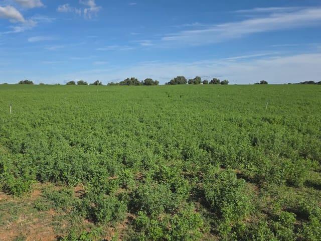 Terreno en venta en Sierra de Cádiz, Andalucía