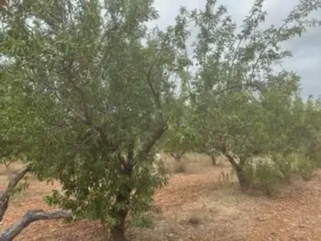 Terreno en venta en la Plana Alta, Valencia