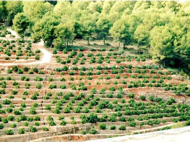 Terreno en venta en Callosa D'en Sarrià, Valencia